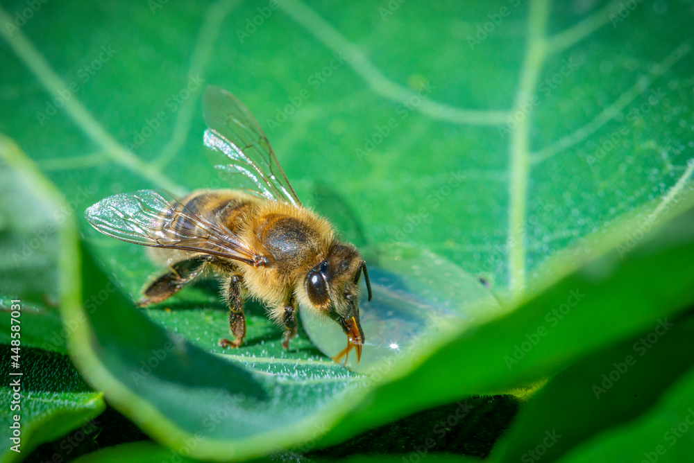 honey bee, Apis mellifera, in close up drinking water from a dewy leaf honey bee, Apis mellifera, in close up drinking water from a dewy leaf