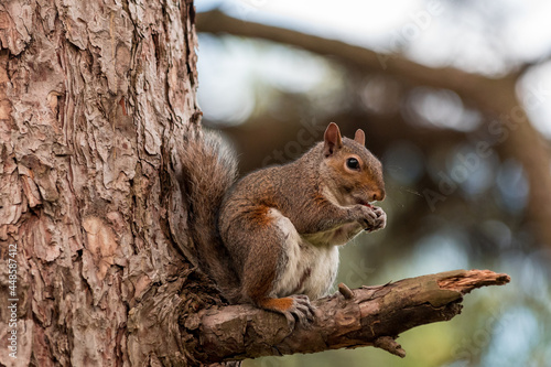 Exemplary of Sciurus Carolinensis  the gray squirrel native of North America that populates some Italian parks in the Region of Lombardy  Piedmont and Liguria