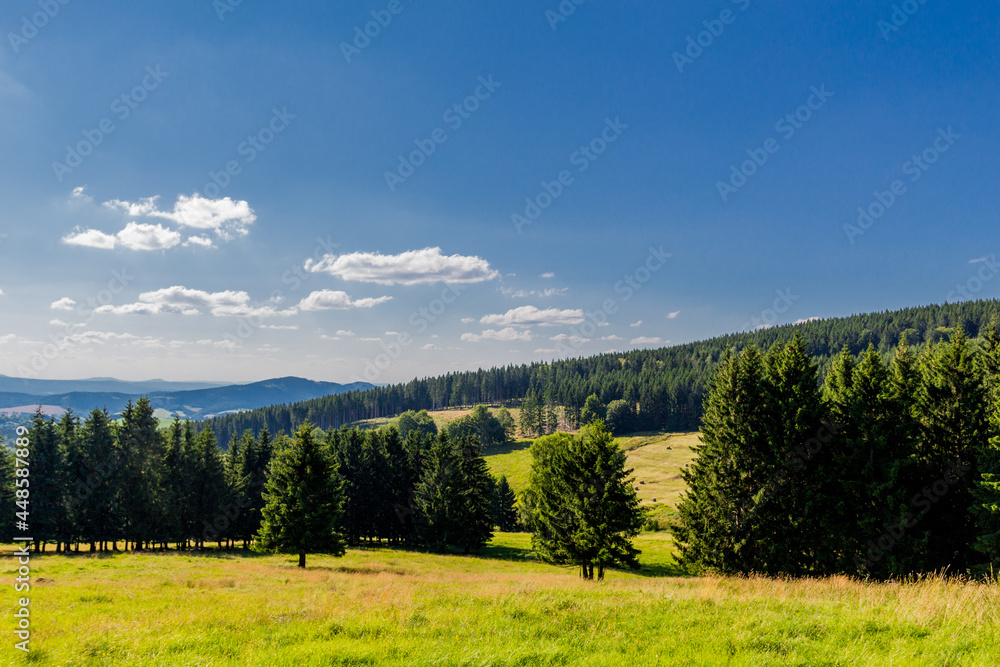 Sommer Spaziergang durch den Thüringer Wald bei Struth-Helmershof 