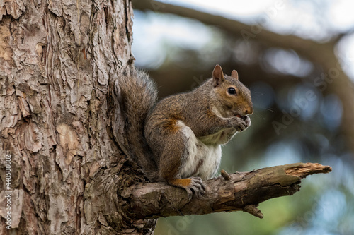 Exemplary of Sciurus Carolinensis, the gray squirrel native of North America that populates some Italian parks in the Region of Lombardy, Piedmont and Liguria