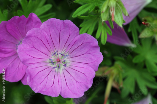 Pink bloody cranesbill flower close up