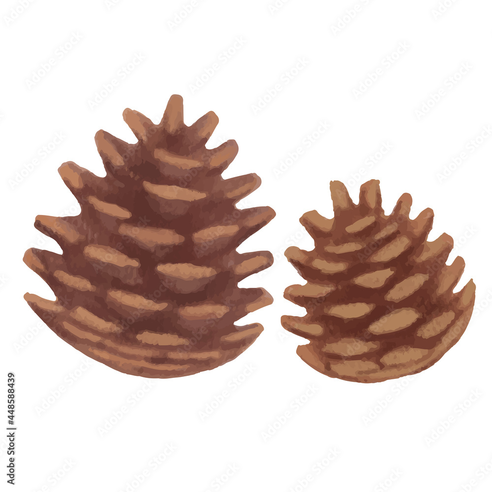 色鉛筆手描き 秋の木の実 松ぼっくりのイラスト Stock Vector Adobe Stock