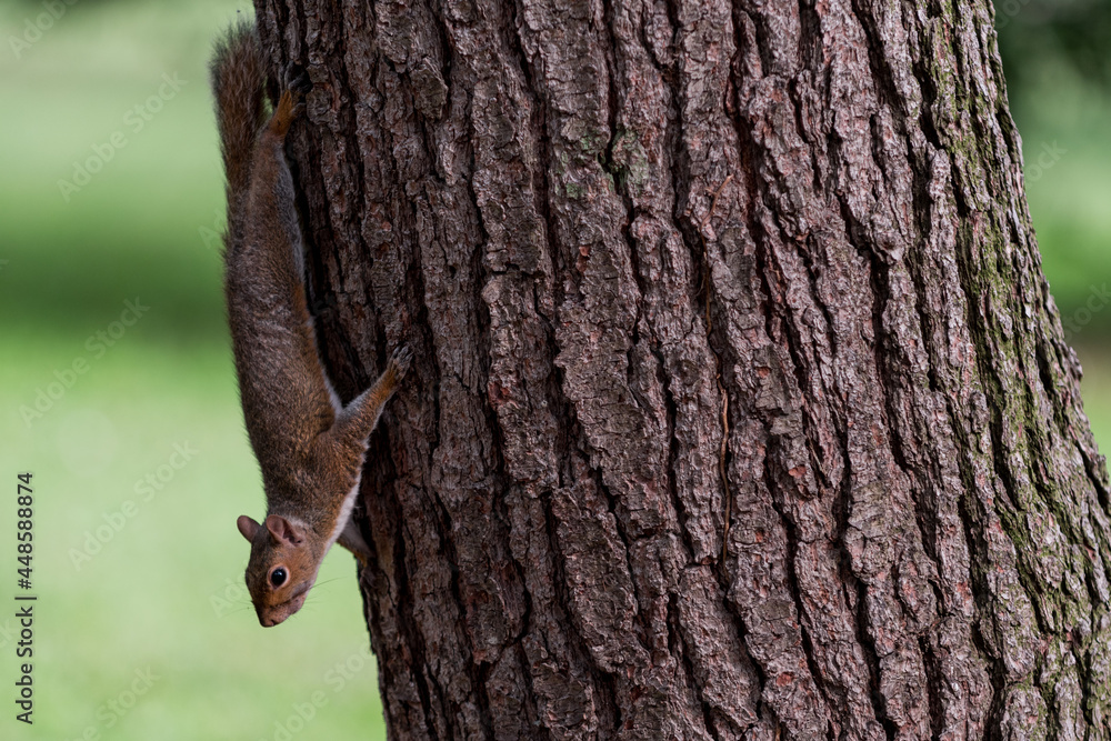 Obraz premium Exemplary of Sciurus Carolinensis, the gray squirrel native of North America that populates some Italian parks in the Region of Lombardy, Piedmont and Liguria