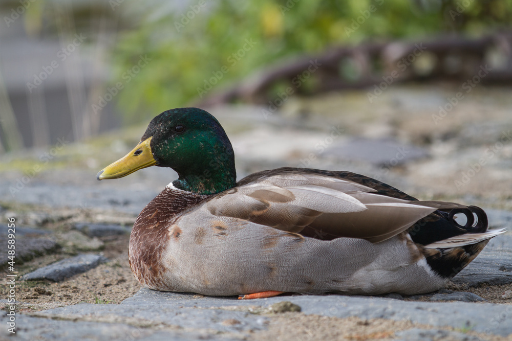 Obraz premium Portrait of a male duck sitting on stony ground