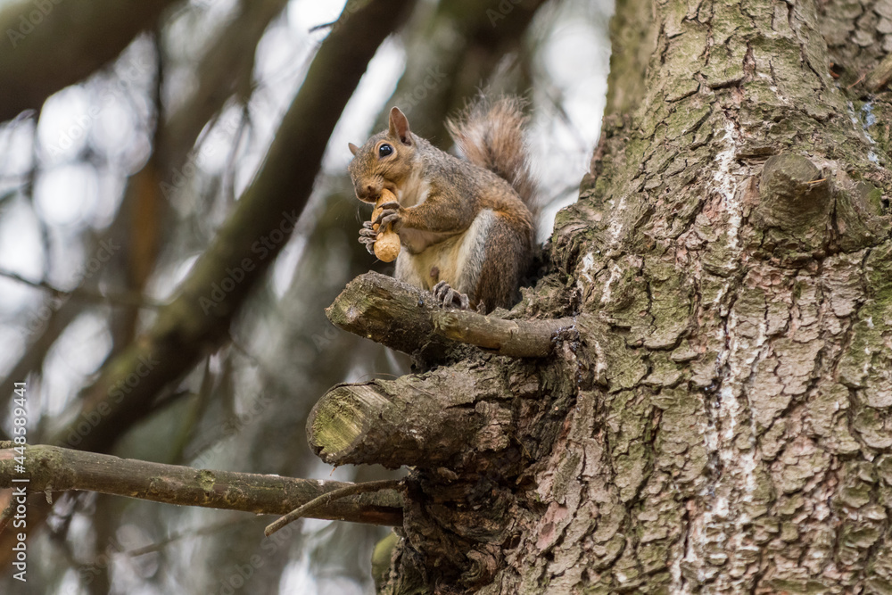 Exemplary of Sciurus Carolinensis, the gray squirrel native of North America that populates some Italian parks in the Region of Lombardy, Piedmont and Liguria Exemplary of Sciurus Carolinensis, the gray squirrel native of North America that populates some Italian parks in the Region of Lombardy, Piedmont and Liguria