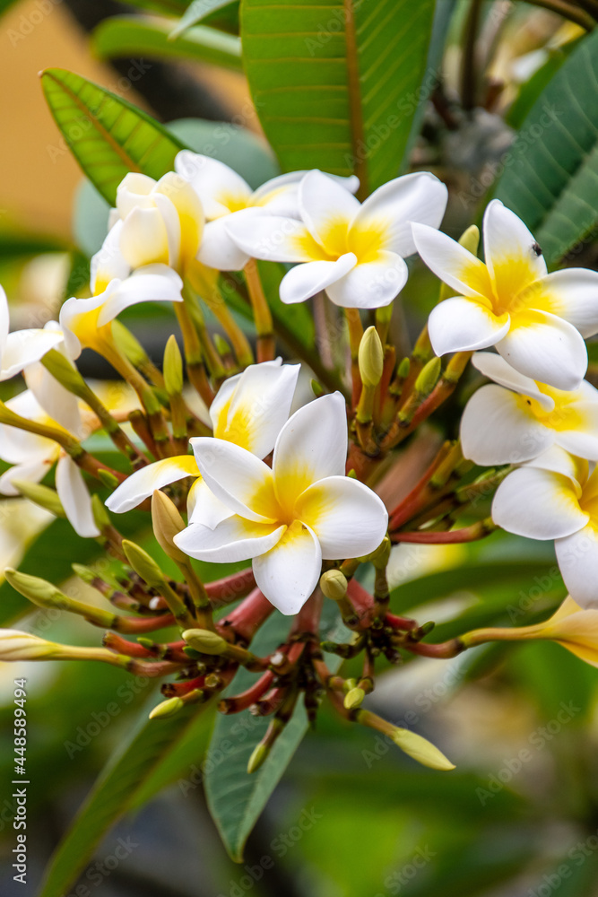Fototapeta premium Plumeria alba pertenece a la familia Apocynaceae