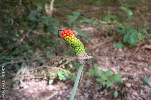 The fruit of the Amorphophallus konjac plant in the forest.  Amorphophallus longituberosus (Engl.) Engl. and Gehrm. photo