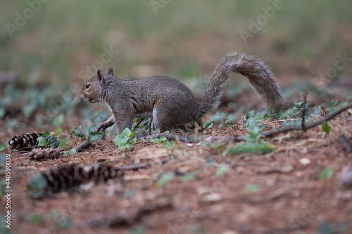 Exemplary of Sciurus Carolinensis, the gray squirrel native of North America that populates some Italian parks in the Region of Lombardy, Piedmont and Liguria