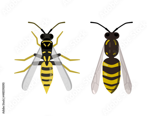 Vector illustration of a wasp, top view.