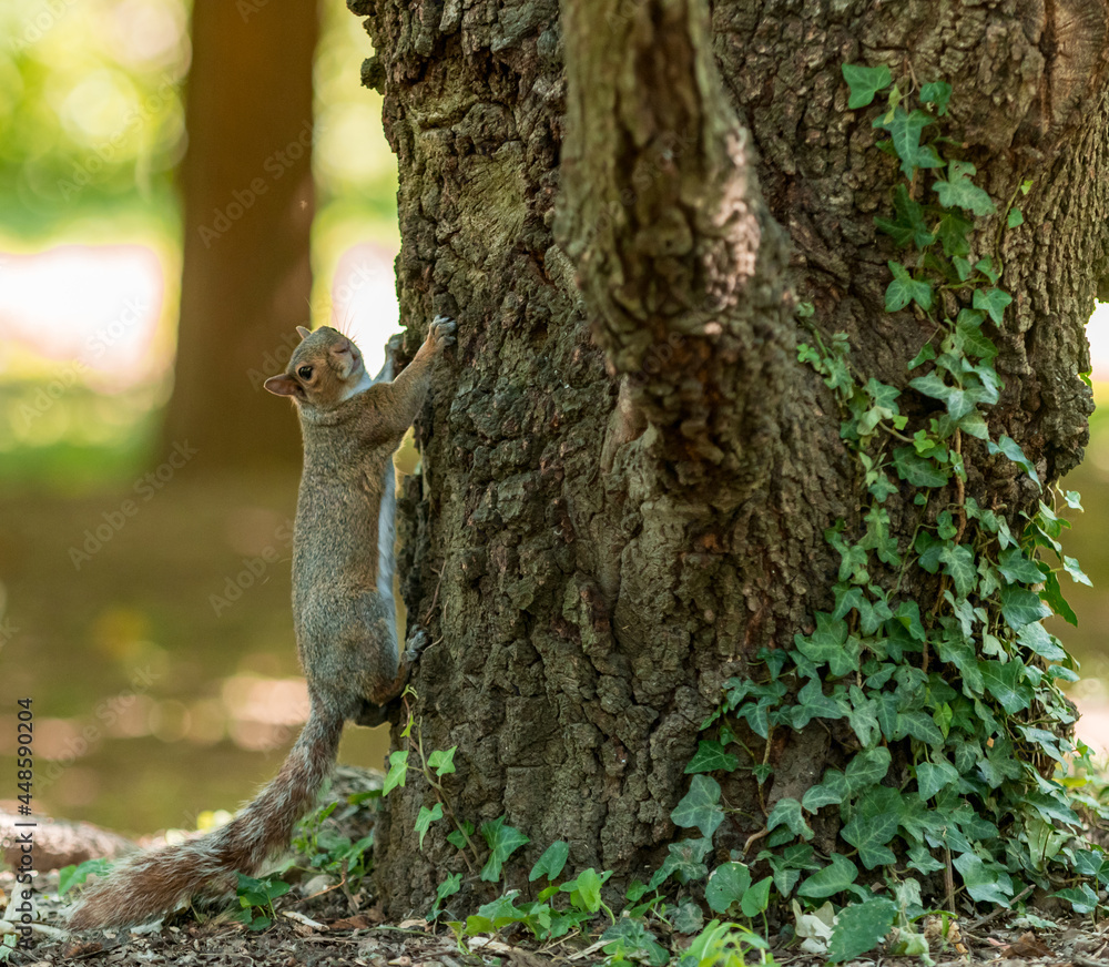 Obraz premium Exemplary of Sciurus Carolinensis, the gray squirrel native of North America that populates some Italian parks in the Region of Lombardy, Piedmont and Liguria