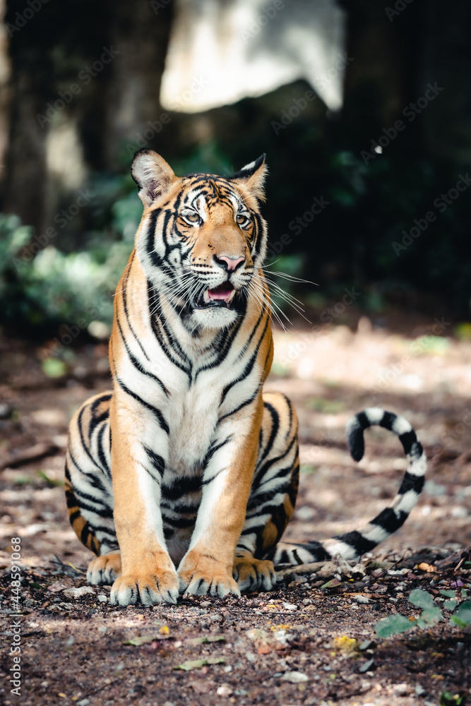 Fototapeta premium Bengal tiger
