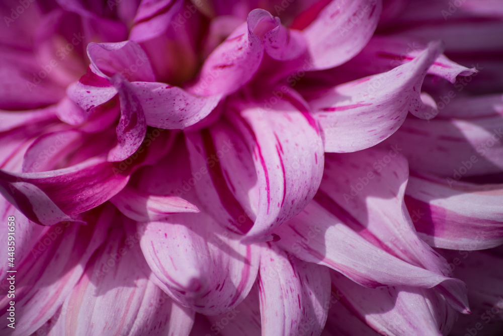 Closeup of pink dalhia in a public garden Closeup of pink dalhia in a public garden