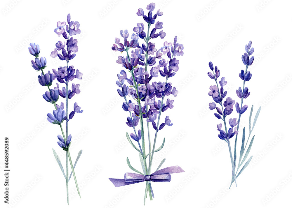 Lavender on isolated white background, watercolor illustration