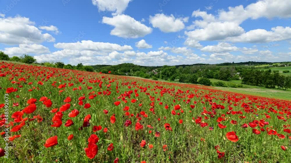 field of poppies and blue sky field of poppies and blue sky