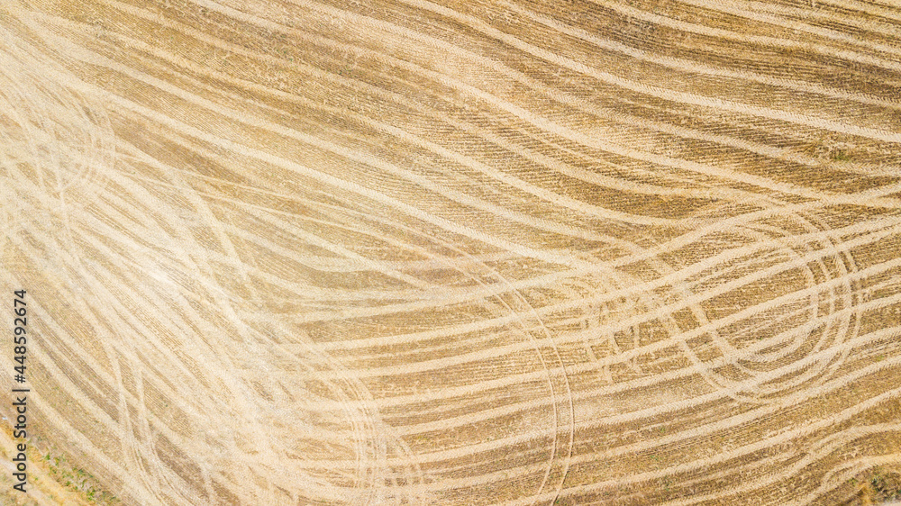 wheat field texture background