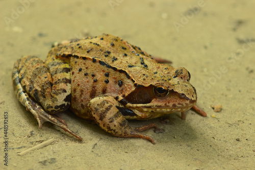 A toad on a forest road on a cloudy day.