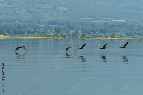 Greece, Lake Kerkini, group of great cormorants in flight and their reflection