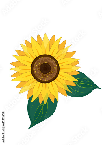 sunflower isolated on white