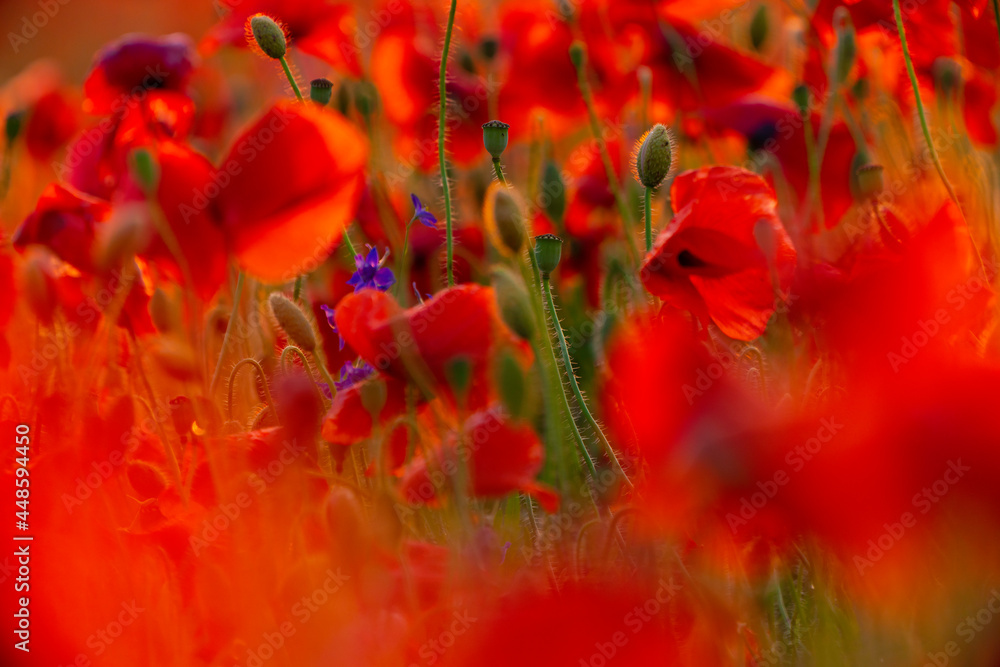 Obraz premium Poppy flowers field close-up and macro