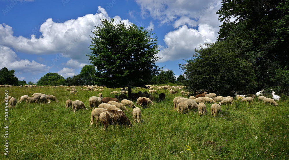 Fototapeta premium Schafherde auf der Schwäbischen Alb