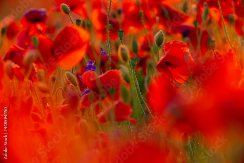 Poppy flowers field close-up and macro