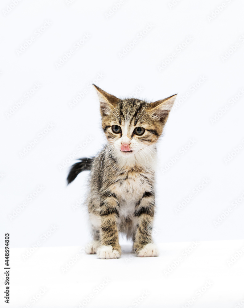 kitten licks its lips on a white background