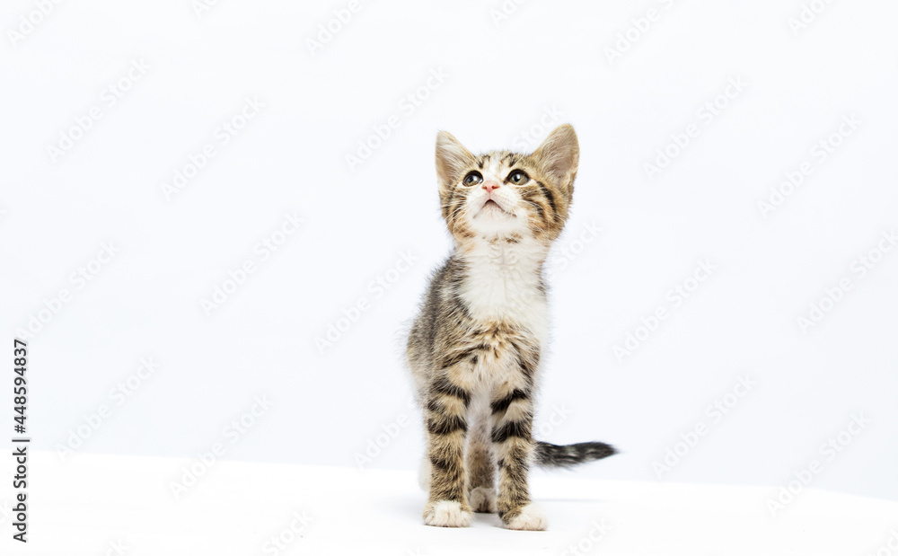 kitten looking up kitten looking up
