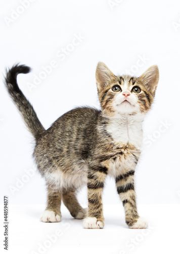 kitten looking up on a white background