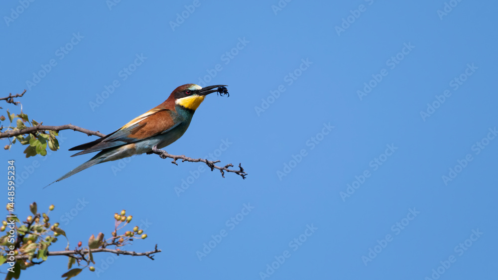 Fototapeta premium bird, wild lebende tiere, natur, tier, wild, bunt, eisvogel, gelb, roller, schnabel