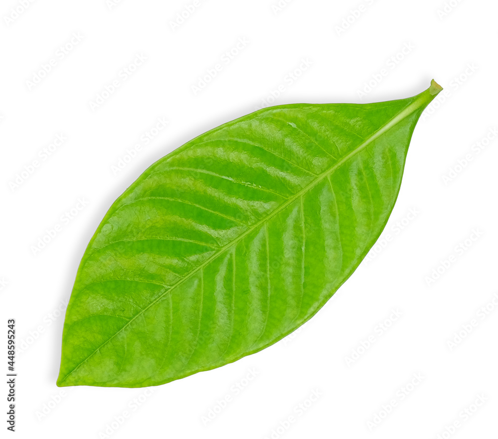 Obraz premium Green leaf isolated on white background