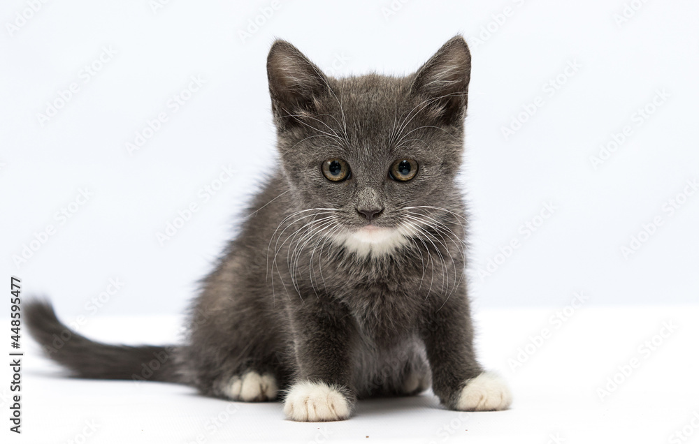 gray kitten looking on a white background