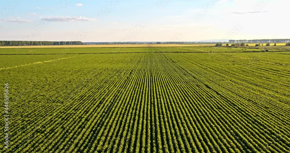 Aerial shot of agricultural soy bean field in summer Aerial shot of agricultural soy bean field in summer