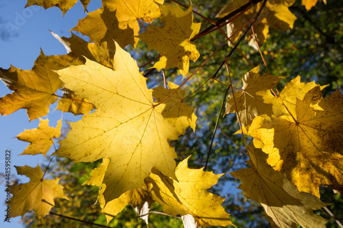 close-up of sunny golden maple leaves in the magical autumn forest