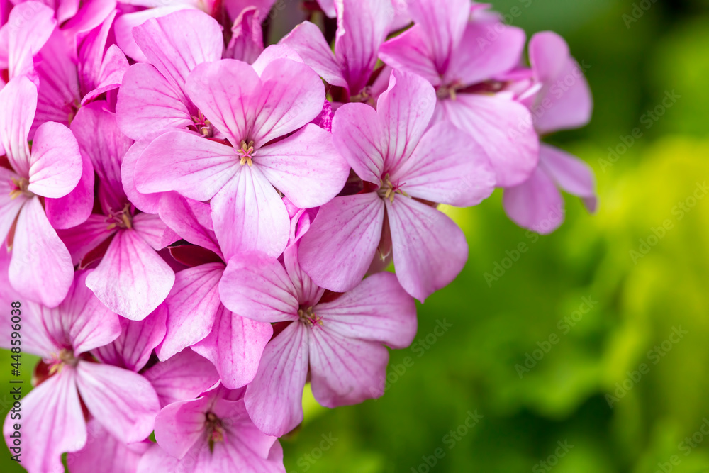 Pink geranium in the garden Pink geranium in the garden