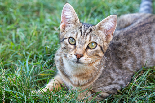 Tabby kitten in the garden