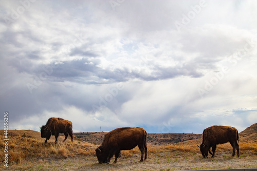 Buffalo at Theodore Roosevelt National Park in North Dakota 