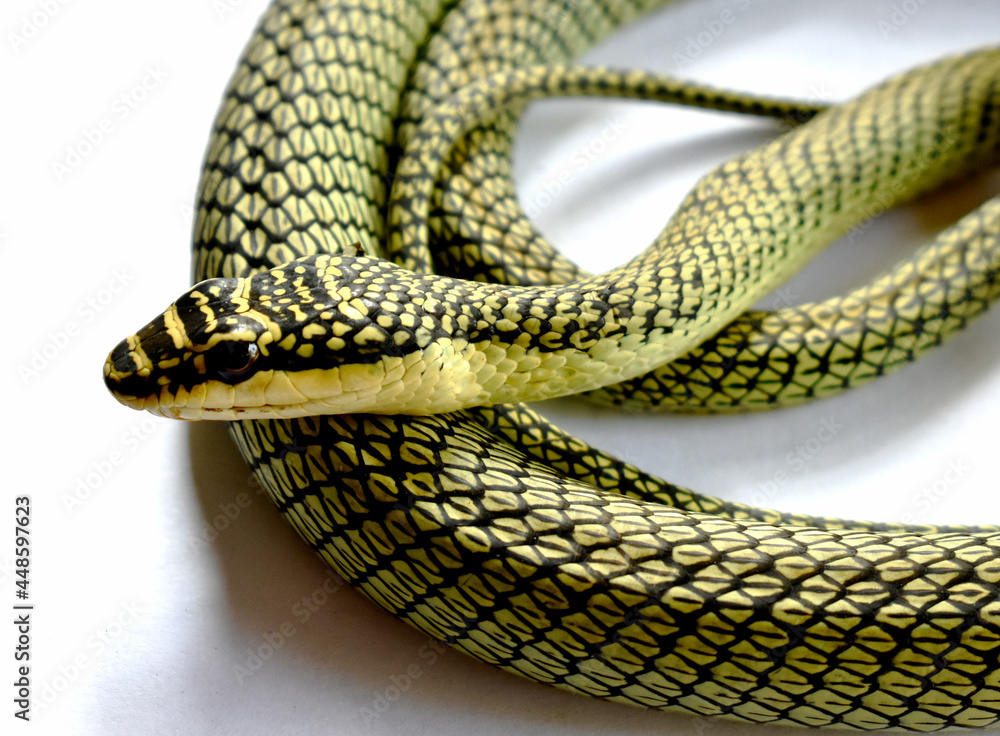 Fototapeta premium A green snake is injured on a white background, treated by a vet. 