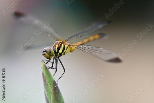 Dragonfly © 浩 鈴木