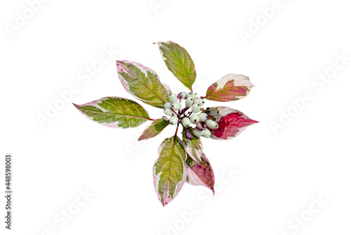 bunch of red and green leaves and berries of derain isolated on white photo