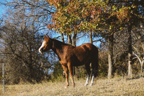 Alert and confident quarter horse mare in fall season Texas pasture of ranch.