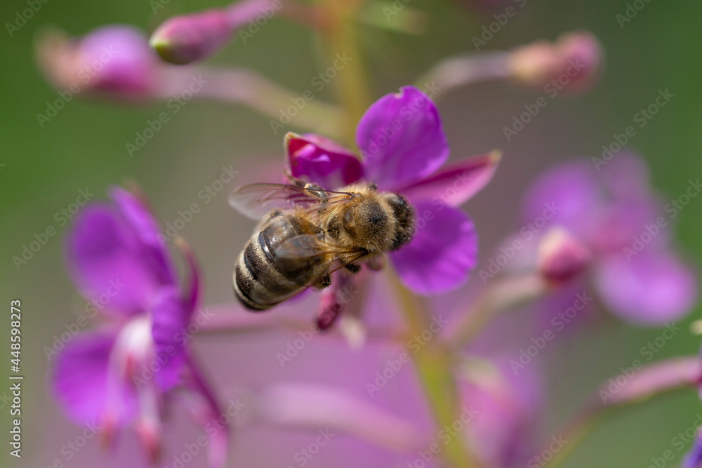 The bee works on the Fireweed flower (Chamaenerion angostifolium). Flowers of Fireweed, Chamaenerion angostifolium on a sunny summer day. The bee works on the Fireweed flower (Chamaenerion angostifolium). Flowers of Fireweed, Chamaenerion angostifolium on a sunny summer day.