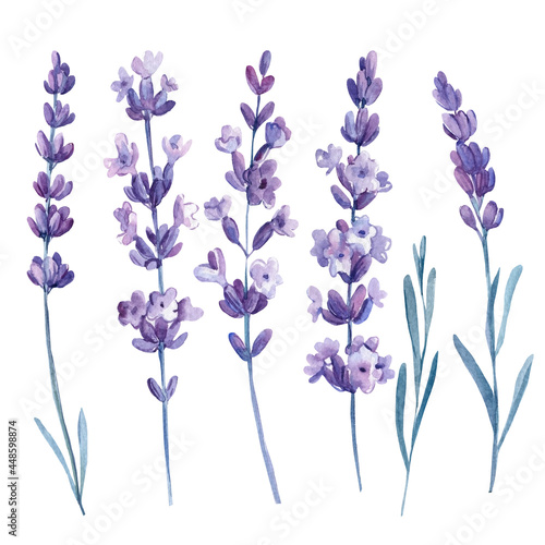 Fototapeta Naklejka Na Ścianę i Meble -  Lavender flowers, set of floral design elements, watercolor illustration, isolated white background