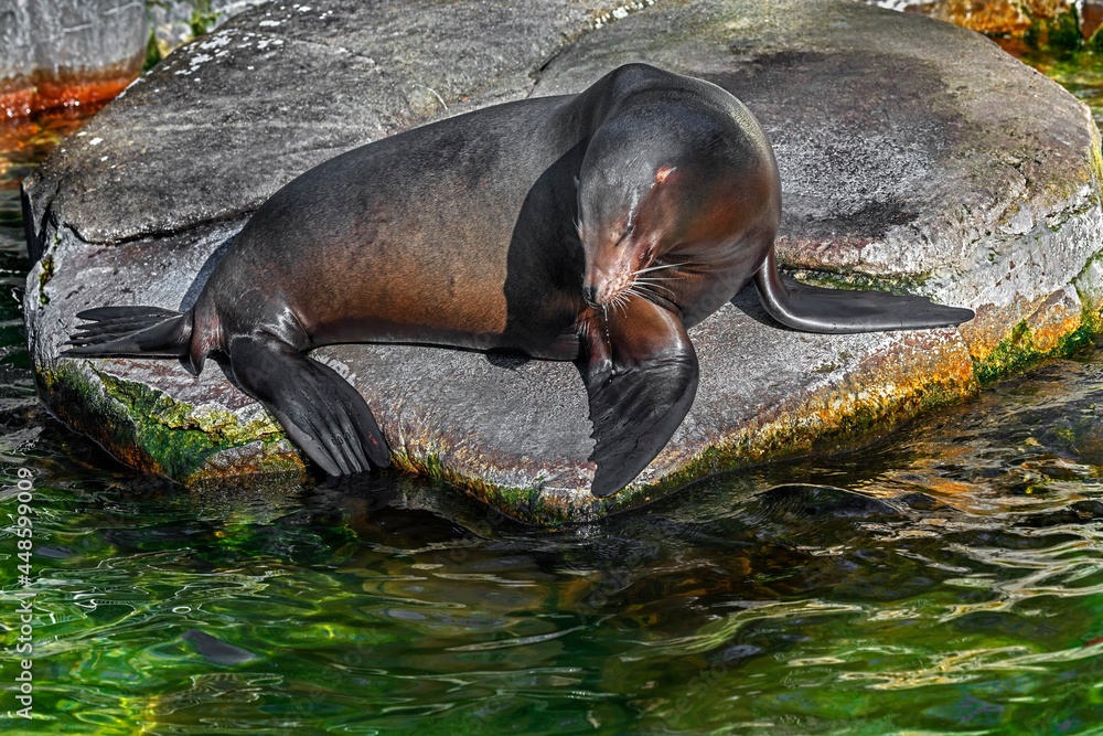 Fototapeta premium Sea-lion on the stone. Latin name - Zalophus californianus 