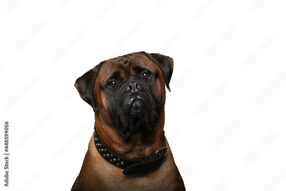 Fototapeta premium Beautiful dog in front of a white background