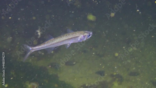 Fish of the Black Sea. Black Sea big-scale sand smelt (Atherina pontica) photo