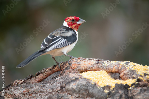 Galo de campina ou Cardeal do nordeste. The northeast cardinal is a passerine bird of the Thraupidae family.