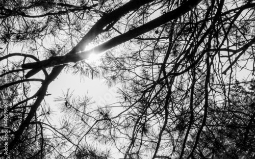 silhouette of a tree