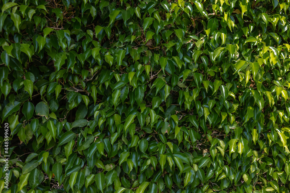 Green leaves texture background, Natural background and wallpaper