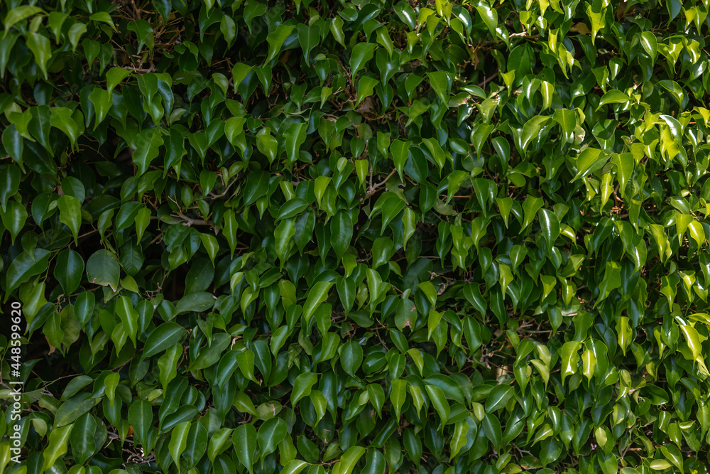 Green leaves texture background, Natural background and wallpaper Green leaves texture background, Natural background and wallpaper
