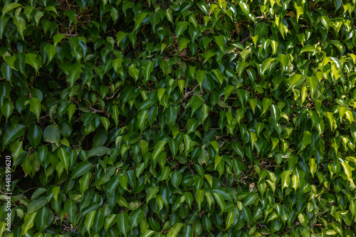 Green leaves texture background  Natural background and wallpaper